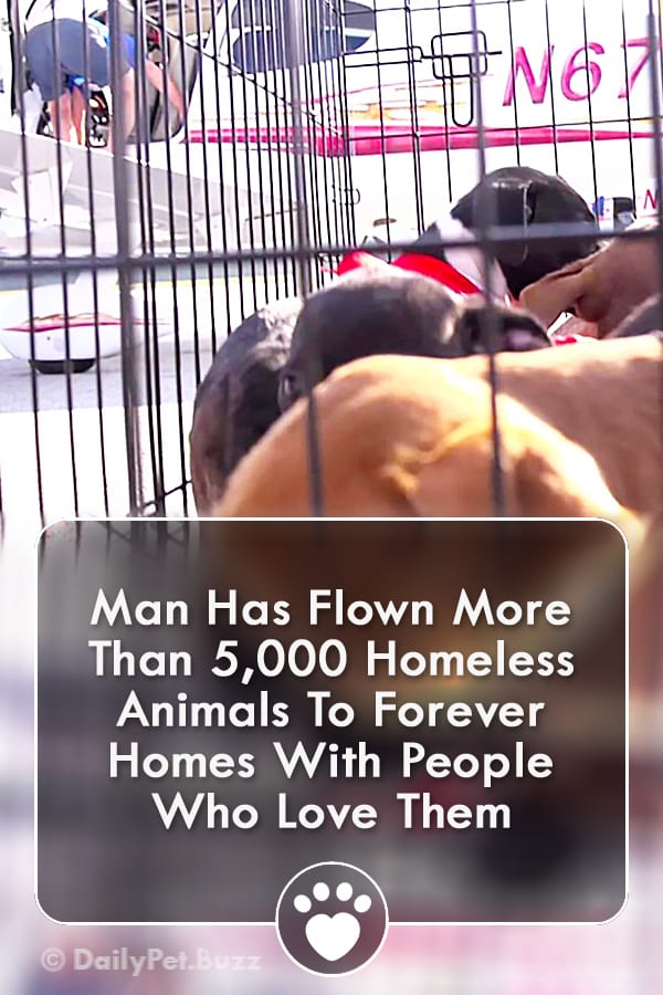 Man Has Flown More Than 5,000 Homeless Animals To Forever Homes With People Who Love Them