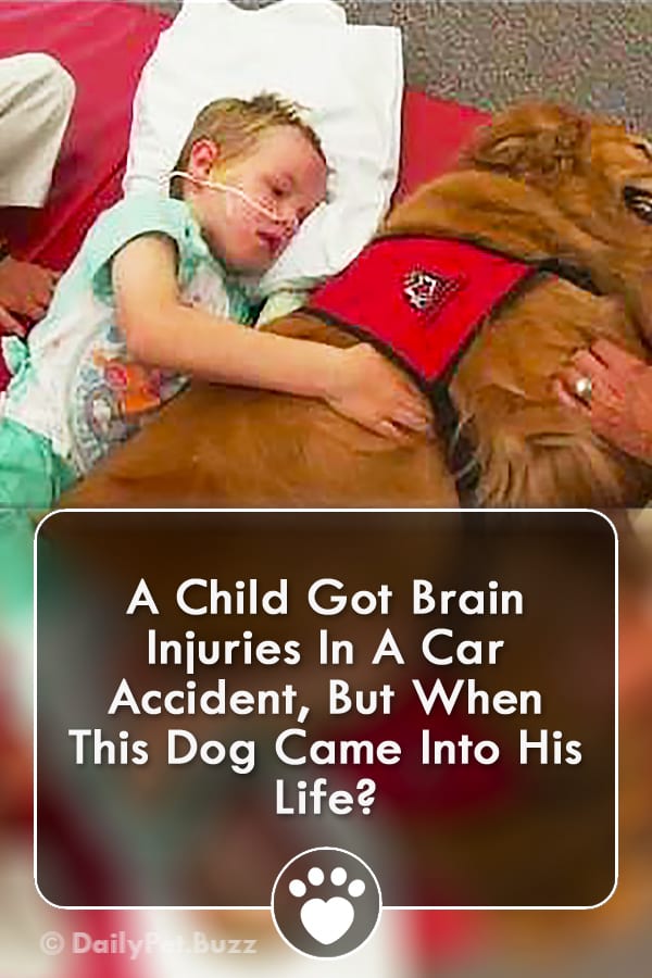 A Child Got Brain Injuries In A Car Accident, But When This Dog Came Into His Life?