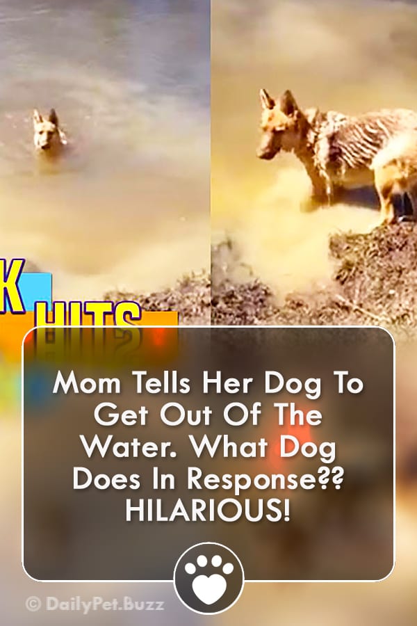 Mom Tells Her Dog To Get Out Of The Water. What Dog Does In Response?? HILARIOUS!