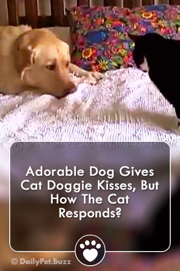 Adorable Dog Gives Cat Doggie Kisses, But How The Cat Responds?