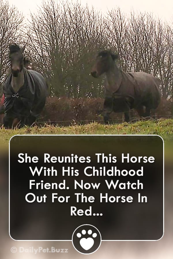 She Reunites This Horse With His Childhood Friend. Now Watch Out For The Horse In Red...