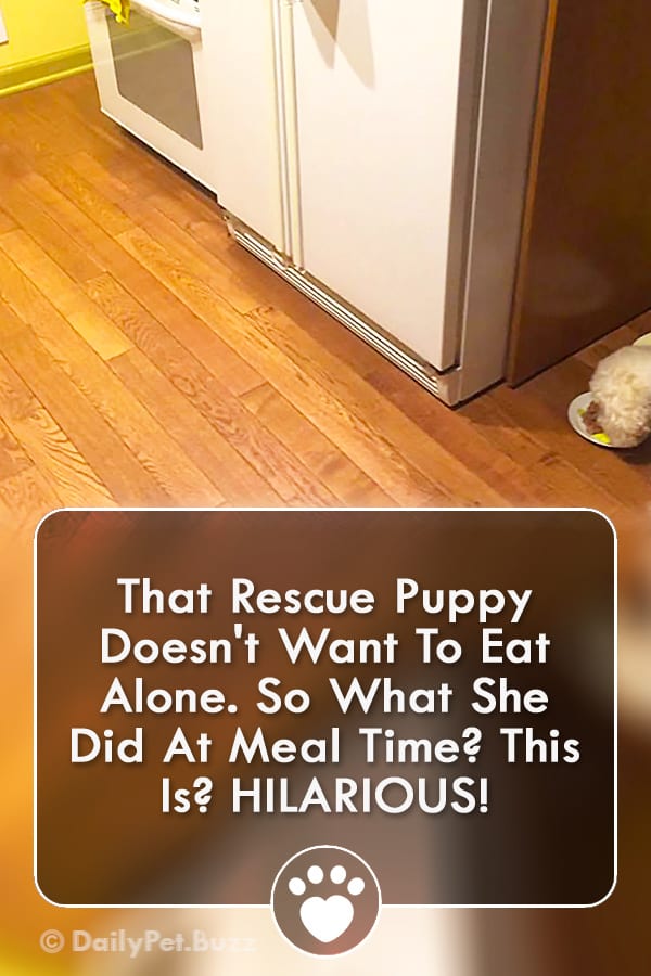 That Rescue Puppy Doesn\'t Want To Eat Alone. So What She Did At Meal Time? This Is? HILARIOUS!