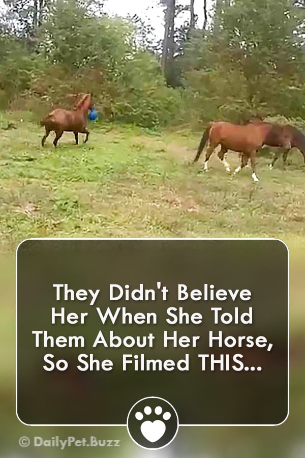 They Didn\'t Believe Her When She Told Them About Her Horse, So She Filmed THIS...
