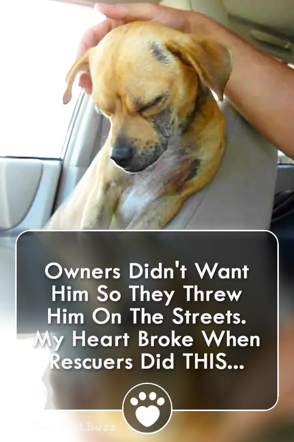 Owners Didn\'t Want Him So They Threw Him On The Streets. My Heart Broke When Rescuers Did THIS...