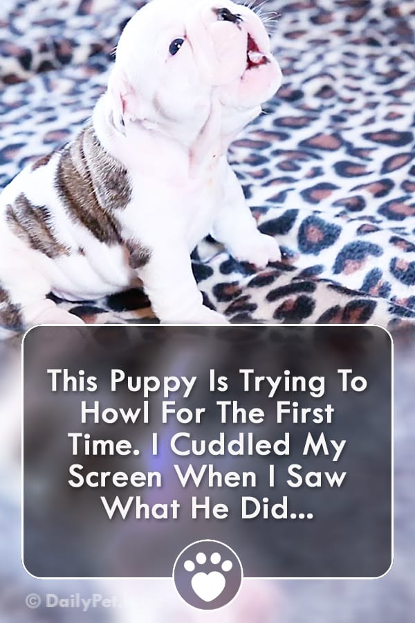 This Puppy Is Trying To Howl For The First Time. I Cuddled My Screen When I Saw What He Did...