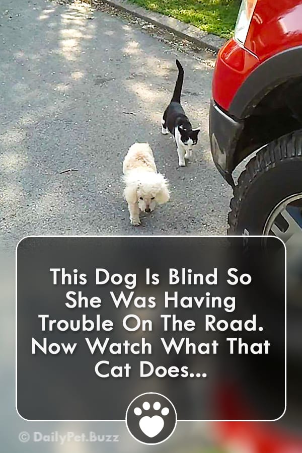 This Dog Is Blind So She Was Having Trouble On The Road. Now Watch What That Cat Does...