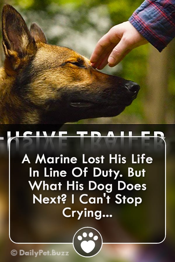 A Marine Lost His Life In Line Of Duty. But What His Dog Does Next? I Can\'t Stop Crying...