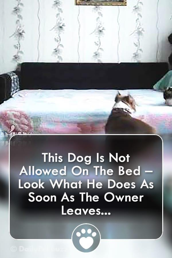 This Dog Is Not Allowed On The Bed – Look What He Does As Soon As The Owner Leaves...
