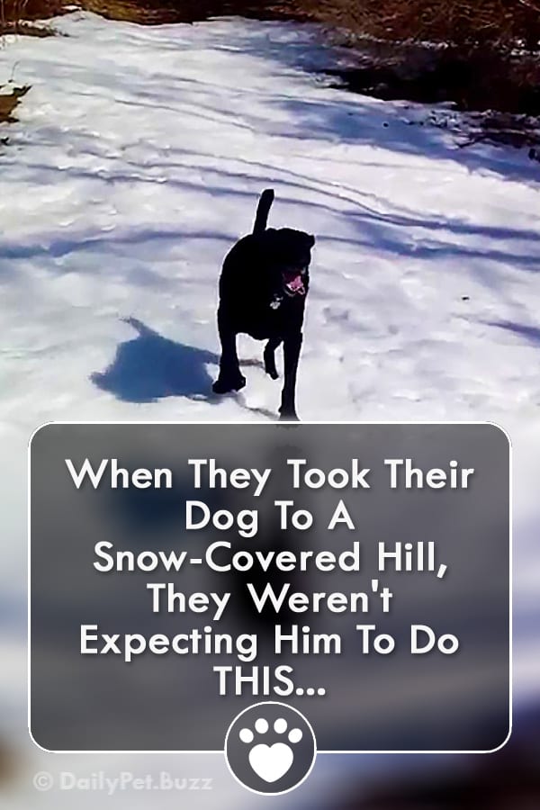 When They Took Their Dog To A Snow-Covered Hill, They Weren\'t Expecting Him To Do THIS...