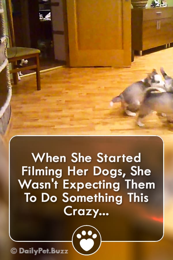 When She Started Filming Her Dogs, She Wasn\'t Expecting Them To Do Something This Crazy...