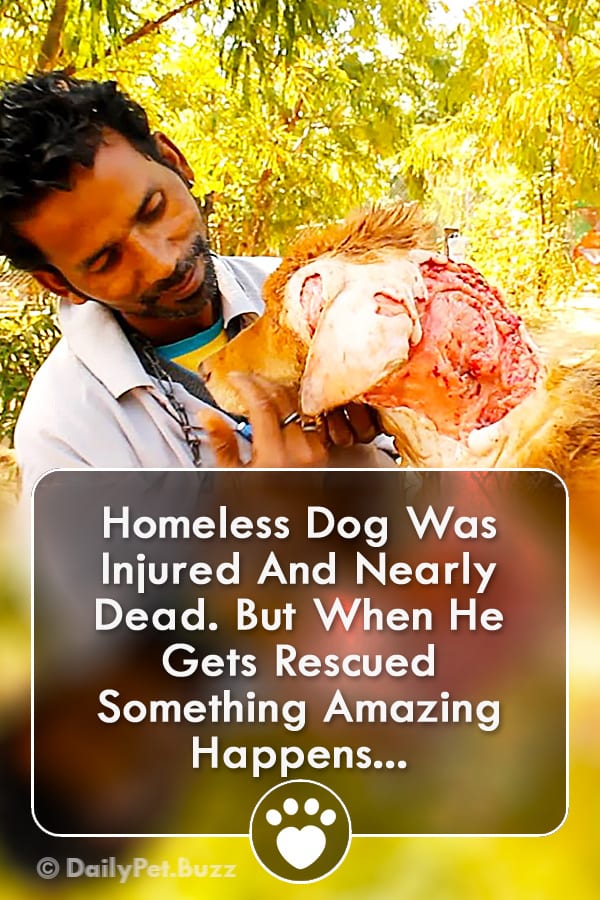 Homeless Dog Was Injured And Nearly Dead. But When He Gets Rescued Something Amazing Happens...