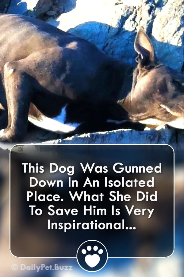 This Dog Was Gunned Down In An Isolated Place. What She Did To Save Him Is Very Inspirational...
