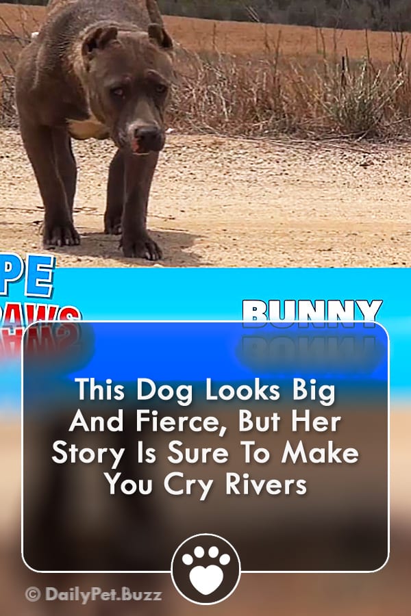 This Dog Looks Big And Fierce, But Her Story Is Sure To Make You Cry Rivers