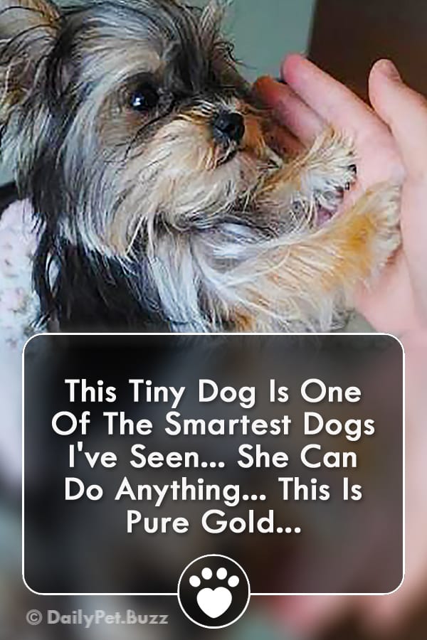 This Tiny Dog Is One Of The Smartest Dogs I\'ve Seen... She Can Do Anything... This Is Pure Gold...