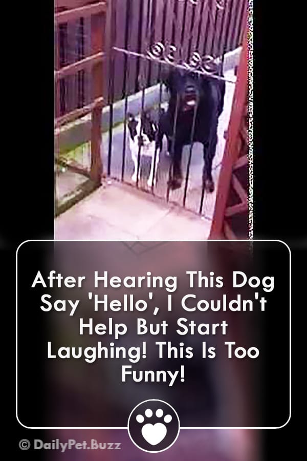 After Hearing This Dog Say \'Hello\', I Couldn\'t Help But Start Laughing! This Is Too Funny!