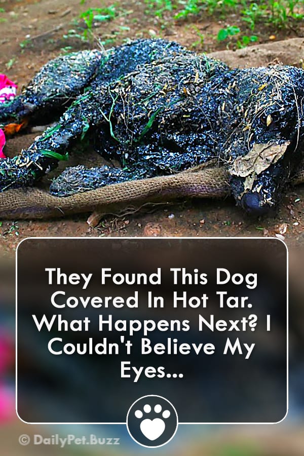 They Found This Dog Covered In Hot Tar. What Happens Next? I Couldn\'t Believe My Eyes...