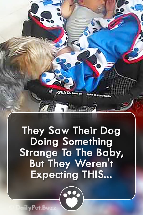 They Saw Their Dog Doing Something Strange To The Baby, But They Weren\'t Expecting THIS...
