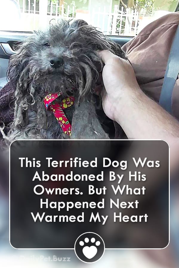 This Terrified Dog Was Abandoned By His Owners. But What Happened Next Warmed My Heart