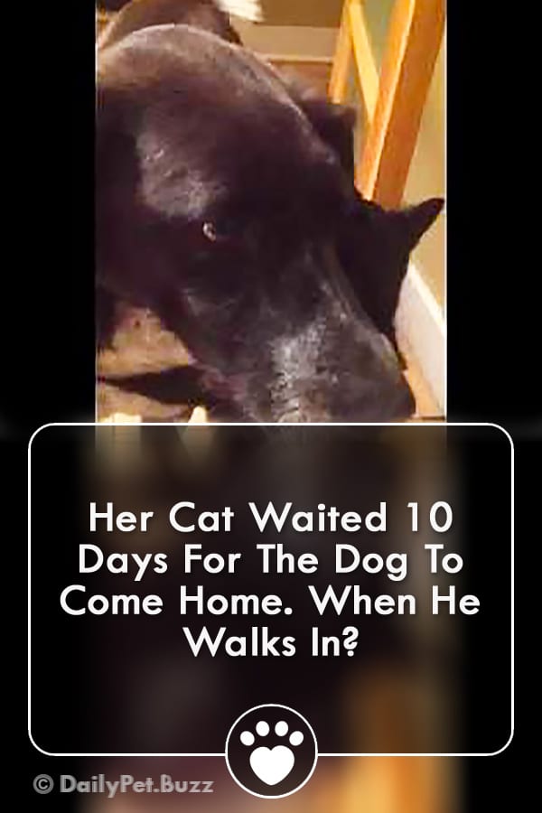 Her Cat Waited 10 Days For The Dog To Come Home. When He Walks In?