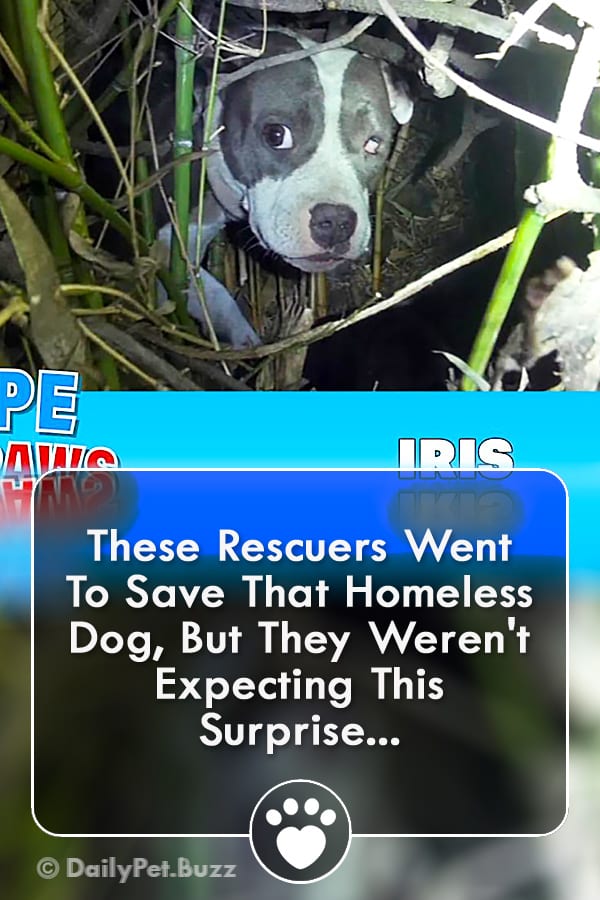 These Rescuers Went To Save That Homeless Dog, But They Weren\'t Expecting This Surprise...