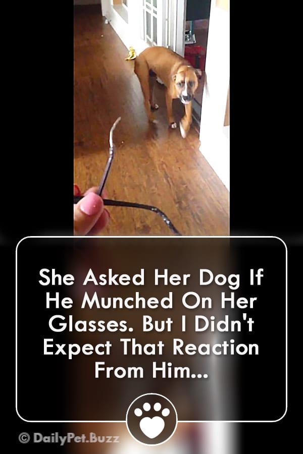 She Asked Her Dog If He Munched On Her Glasses. But I Didn\'t Expect That Reaction From Him...