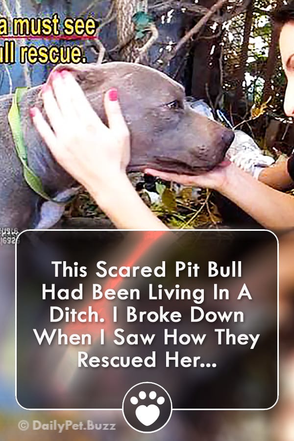 This Scared Pit Bull Had Been Living In A Ditch. I Broke Down When I Saw How They Rescued Her...