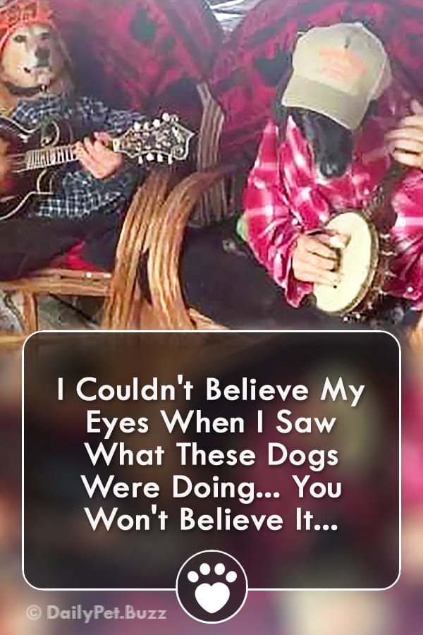I Couldn\'t Believe My Eyes When I Saw What These Dogs Were Doing... You Won\'t Believe It...