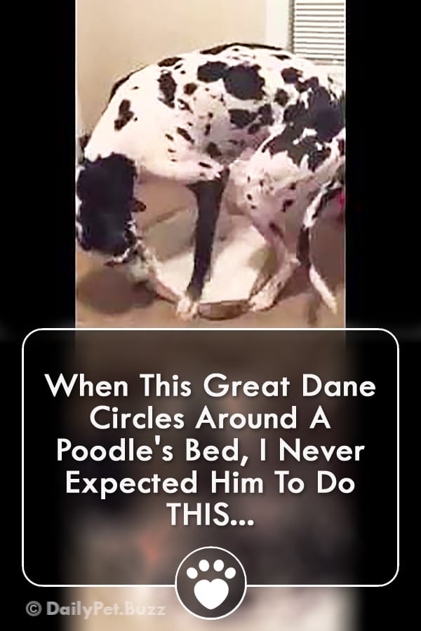 When This Great Dane Circles Around A Poodle\'s Bed, I Never Expected Him To Do THIS...
