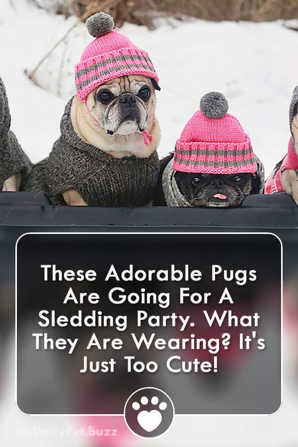 These Adorable Pugs Are Going For A Sledding Party. What They Are Wearing? It\'s Just Too Cute!