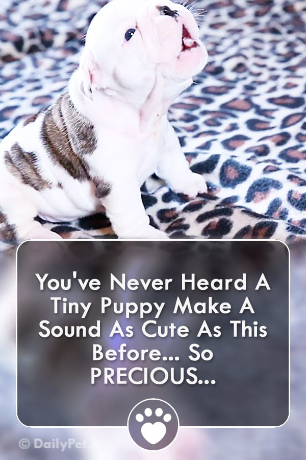 You\'ve Never Heard A Tiny Puppy Make A Sound As Cute As This Before... So PRECIOUS...