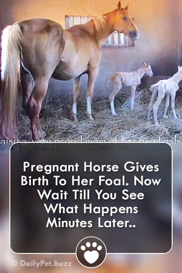Pregnant Horse Gives Birth To Her Foal. Now Wait Till You See What Happens Minutes Later..
