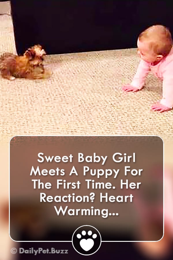 Sweet Baby Girl Meets A Puppy For The First Time. Her Reaction? Heart Warming...