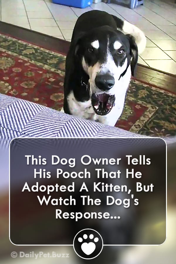 This Dog Owner Tells His Pooch That He Adopted A Kitten, But Watch The Dog\'s Response...