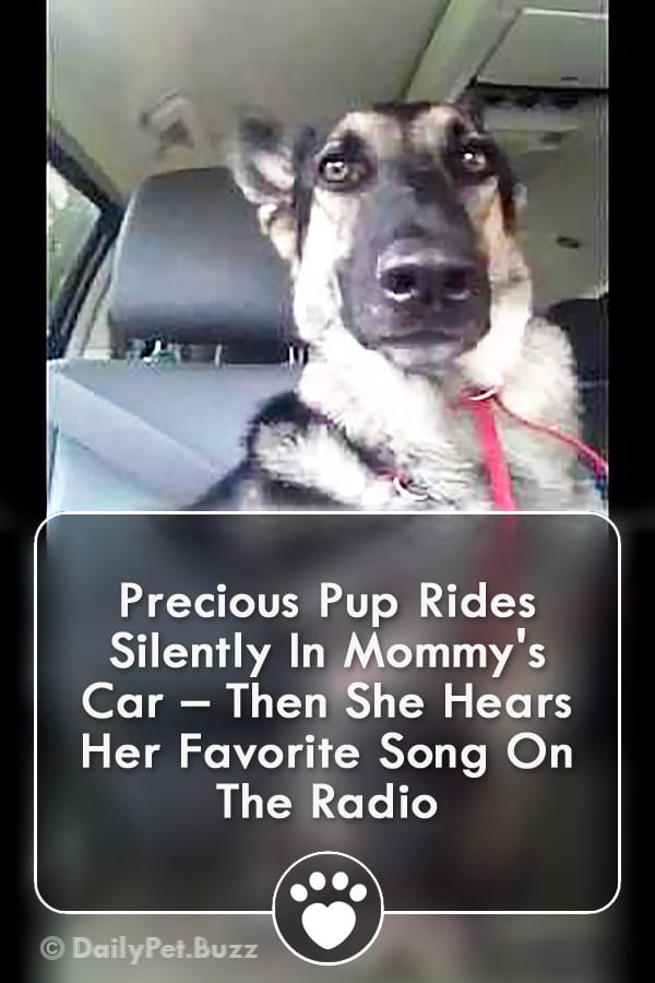 Precious Pup Rides Silently In Mommy\'s Car – Then She Hears Her Favorite Song On The Radio