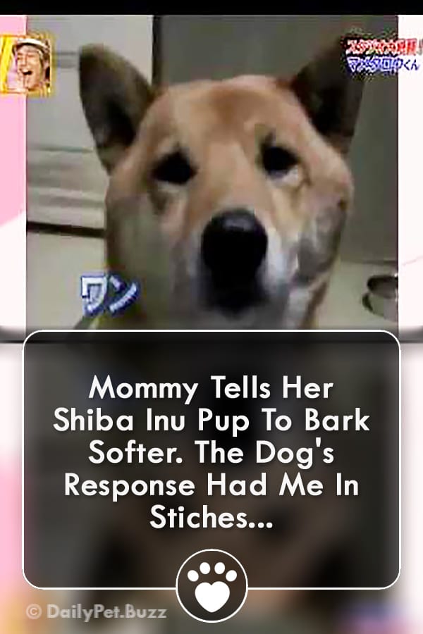Mommy Tells Her Shiba Inu Pup To Bark Softer. The Dog\'s Response Had Me In Stiches...