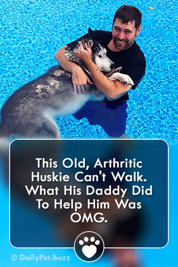 This Old, Arthritic Huskie Can\'t Walk. What His Daddy Did To Help Him Was  OMG.