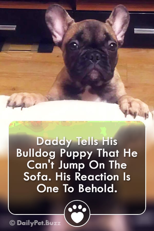 Daddy Tells His Bulldog Puppy That He Can\'t Jump On The Sofa. His Reaction Is One To Behold.