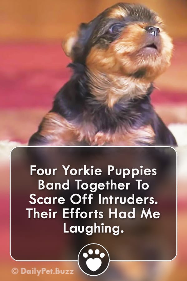 Four Yorkie Puppies Band Together To Scare Off Intruders. Their Efforts Had Me Laughing.