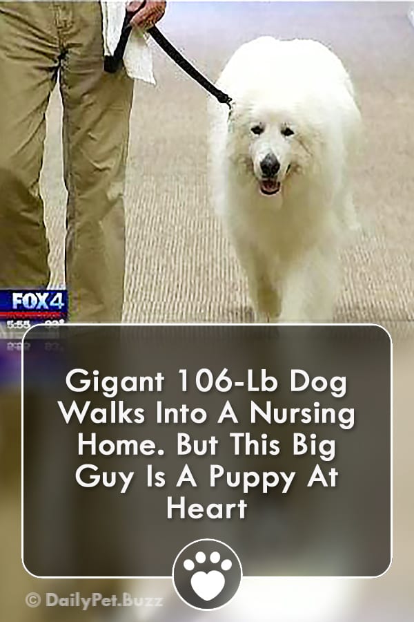 Gigant 106-Lb Dog Walks Into A Nursing Home. But This Big Guy Is A Puppy At Heart
