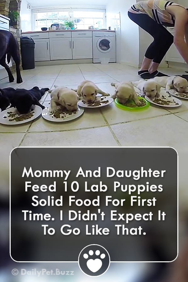 Mommy And Daughter Feed 10 Lab Puppies Solid Food For First Time. I Didn\'t Expect It To Go Like That.
