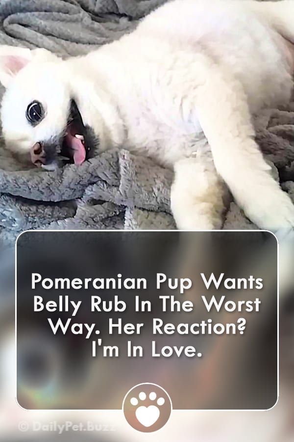 Pomeranian Pup Wants Belly Rub In The Worst Way. Her Reaction? I\'m In Love.