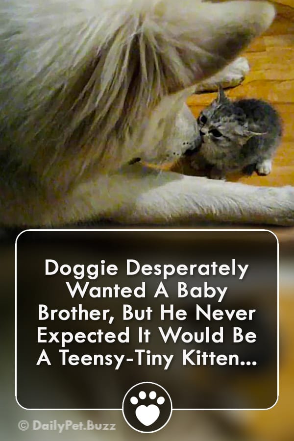 Doggie Desperately Wanted A Baby Brother, But He Never Expected It Would Be A Teensy-Tiny Kitten...