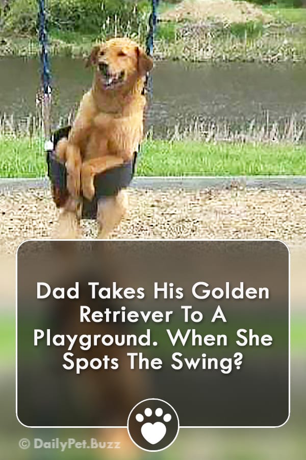 Dad Takes His Golden Retriever To A Playground. When She Spots The Swing?