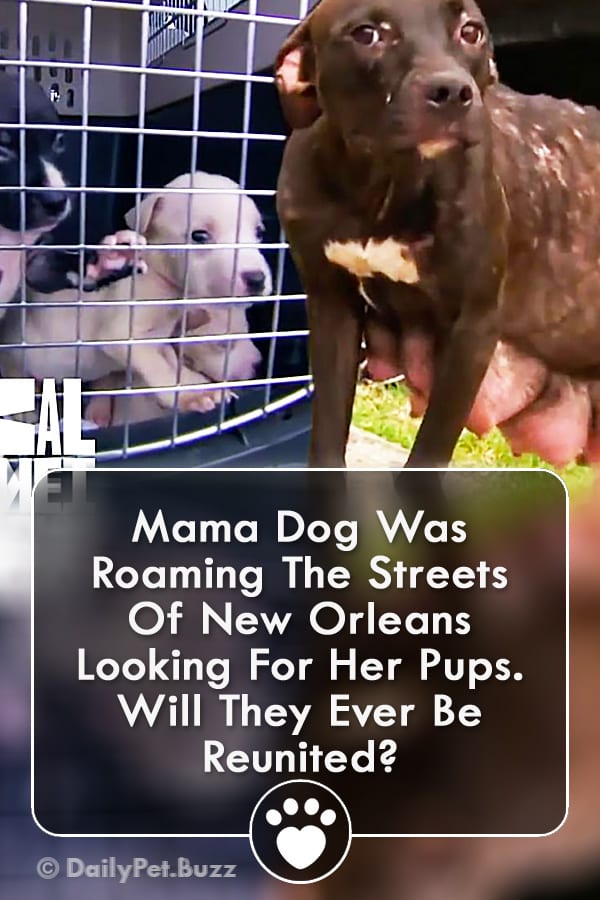 Mama Dog Was Roaming The Streets Of New Orleans Looking For Her Pups. Will They Ever Be Reunited?
