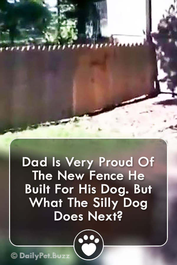 Dad Is Very Proud Of The New Fence He Built For His Dog. But What The Silly Dog Does Next?