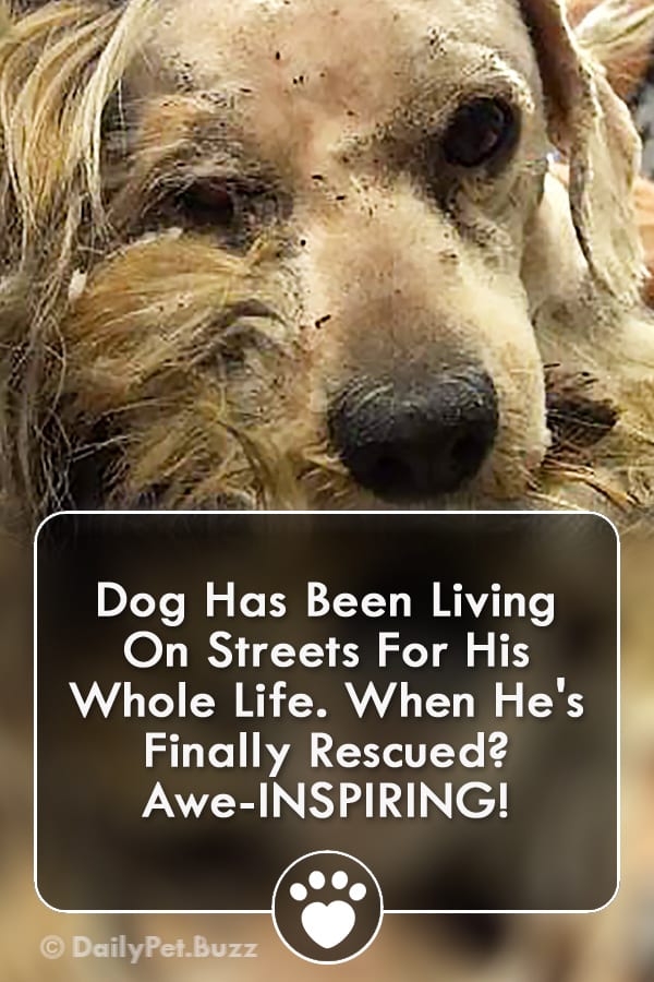 Dog Has Been Living On Streets For His Whole Life. When He\'s Finally Rescued? Awe-INSPIRING!