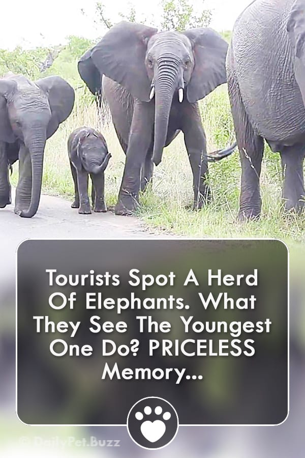 Tourists Spot A Herd Of Elephants. What They See The Youngest One Do? PRICELESS Memory...