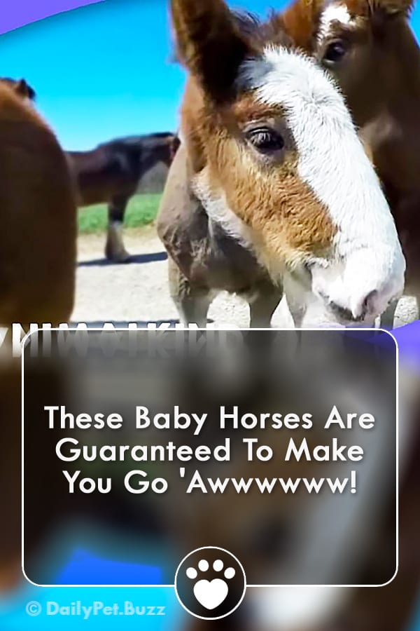 These Baby Horses Are Guaranteed To Make You Go \'Awwwwww!