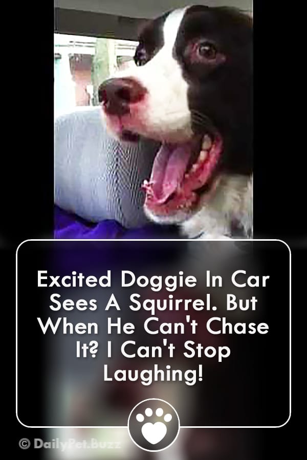 Excited Doggie In Car Sees A Squirrel. But When He Can\'t Chase It? I Can\'t Stop Laughing!