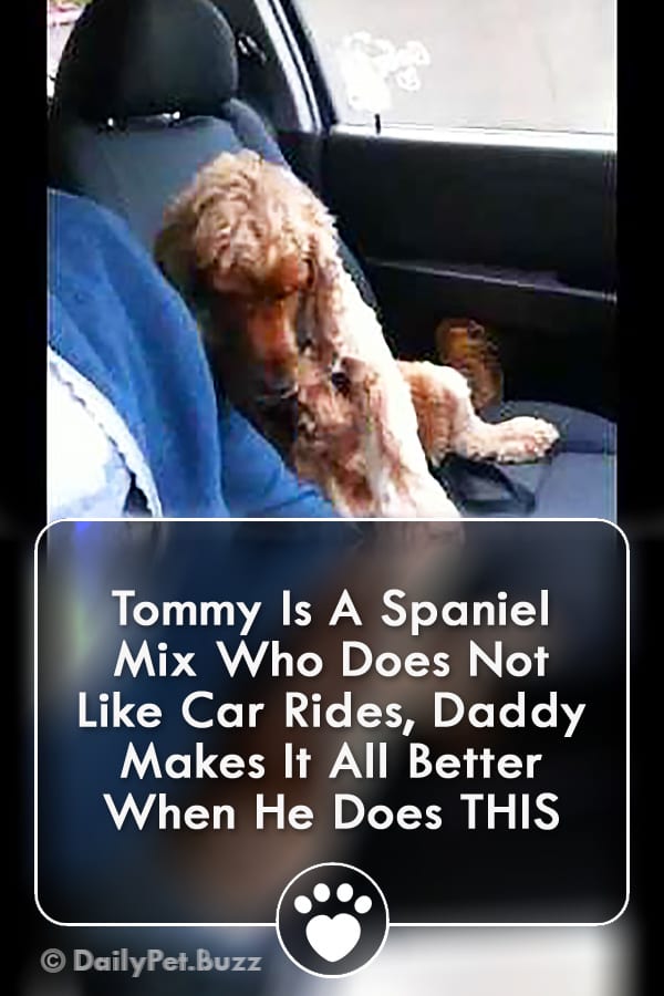 Tommy Is A Spaniel Mix Who Does Not Like Car Rides, Daddy Makes It All Better When He Does THIS